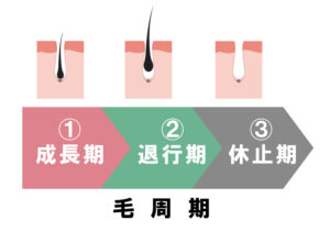 毛周期の3段階